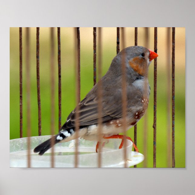 Poster Oiseau Zebra Finch en cage (Devant)