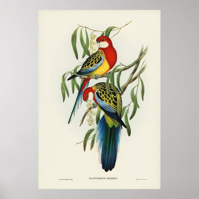 Poster Oiseaux 4 (Devant)