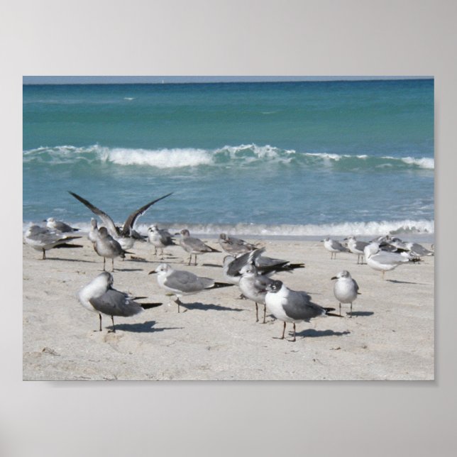 Poster Oiseaux à la plage (Devant)