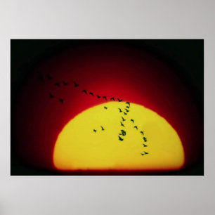 Poster Oiseaux au coucher du soleil