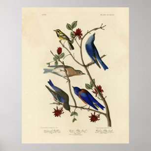 Poster Oiseaux bleus et Paruline, Oiseaux d'Amérique d'Au