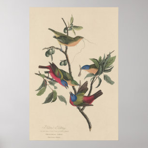 Poster Oiseaux colorés d'art vintage Audubon Peint Buntin