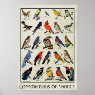 Poster Oiseaux communs d'Amérique Antique Bird