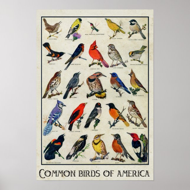 Poster Oiseaux communs d'Amérique Antique Bird (Devant)