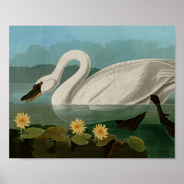 Poster Oiseaux communs de cygne d'Amérique Audubon (Devant)