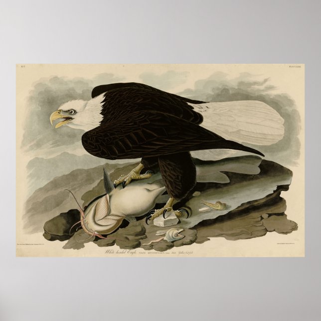 Poster Oiseaux d'Amérique à tête blanche (aigle à tête bl (Devant)