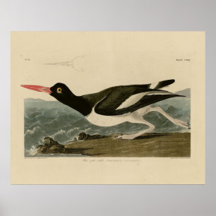 Poster Oiseaux d'Amérique d'Audubon