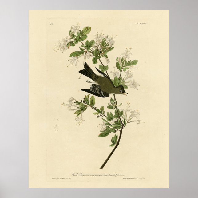 Poster Oiseaux d'Amérique d'Audubon, écorce d'écorce de b (Devant)