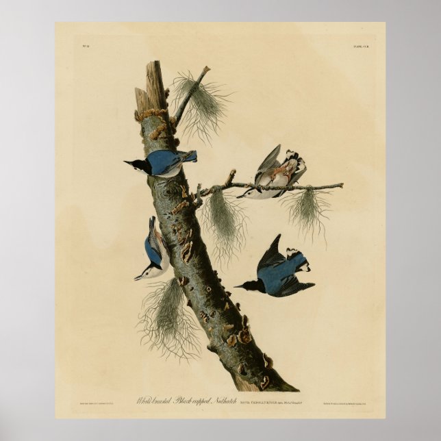 Poster Oiseaux d'Amérique de Nuthatch Audubon au coeur bl (Devant)