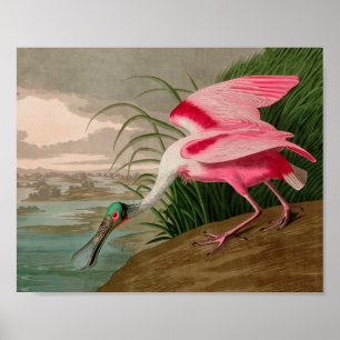 Poster Oiseaux d'Amérique de spatule de rose Audubon Impr