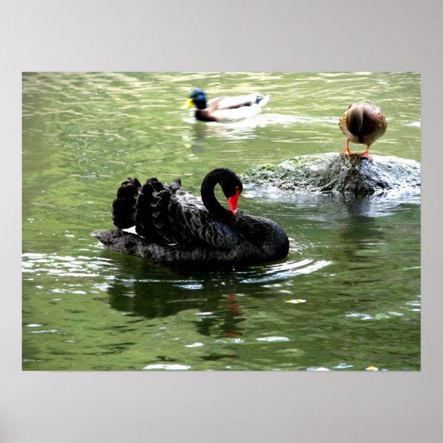 Poster oiseaux dans l'affiche d'eau (Devant)