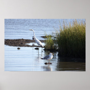 Poster Oiseaux dans l'eau