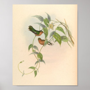 Poster Oiseaux d'art vintages Fleurs d'impression