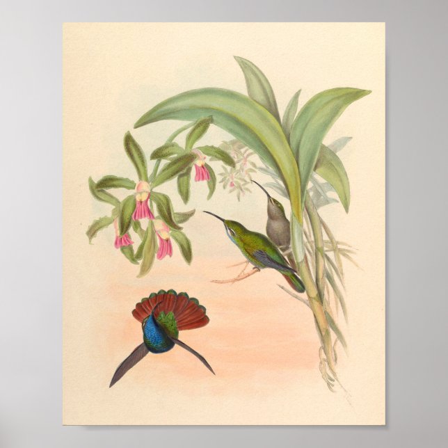 Poster Oiseaux d'art vintages Fleurs d'impression (Devant)