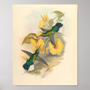 Poster Oiseaux d'art vintages Fleurs d'impression