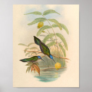 Poster Oiseaux d'art vintages Fleurs d'impression