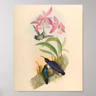 Poster Oiseaux d'art vintages Fleurs d'impression