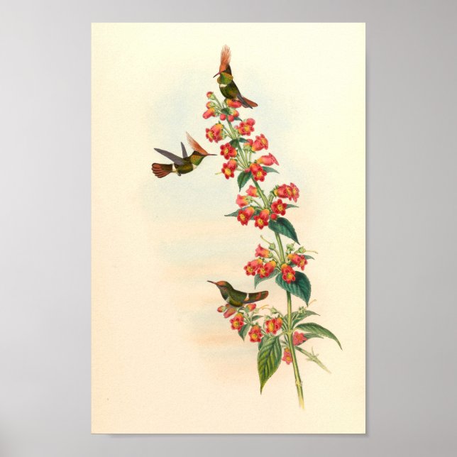 Poster Oiseaux d'art vintages Fleurs d'impression (Devant)