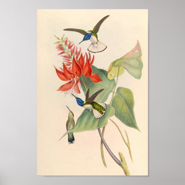 Poster Oiseaux d'art vintages Fleurs d'impression (Devant)