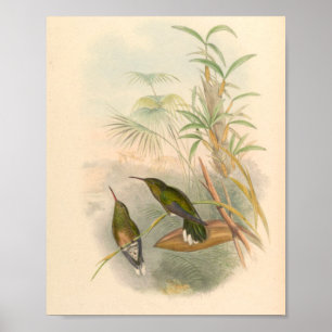 Poster Oiseaux d'art vintages Fleurs d'impression