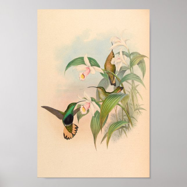 Poster Oiseaux d'art vintages Fleurs d'impression (Devant)