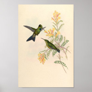 Poster Oiseaux d'art vintages Fleurs d'impression