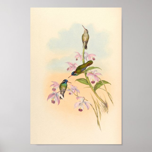 Poster Oiseaux d'art vintages Fleurs d'impression (Devant)