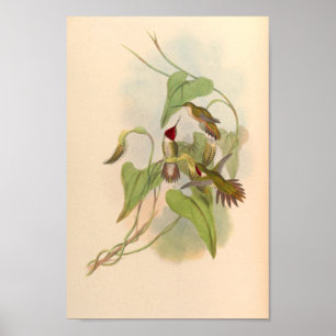 Poster Oiseaux d'art vintages Fleurs d'impression