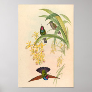 Poster Oiseaux d'art vintages Fleurs d'impression