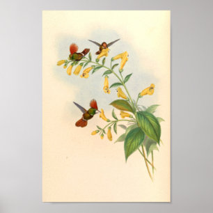 Poster Oiseaux d'art vintages Fleurs d'impression