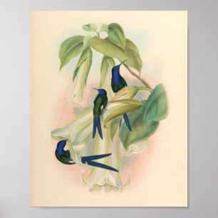 Poster Oiseaux d'art vintages Fleurs d'impression