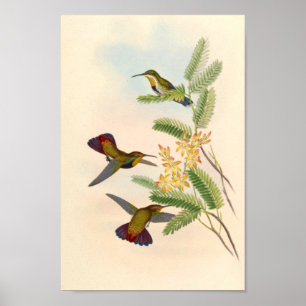 Poster Oiseaux d'art vintages Fleurs d'impression