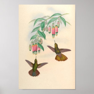 Poster Oiseaux d'art vintages Fleurs d'impression