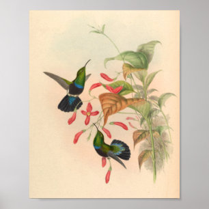 Poster Oiseaux d'art vintages Fleurs d'impression