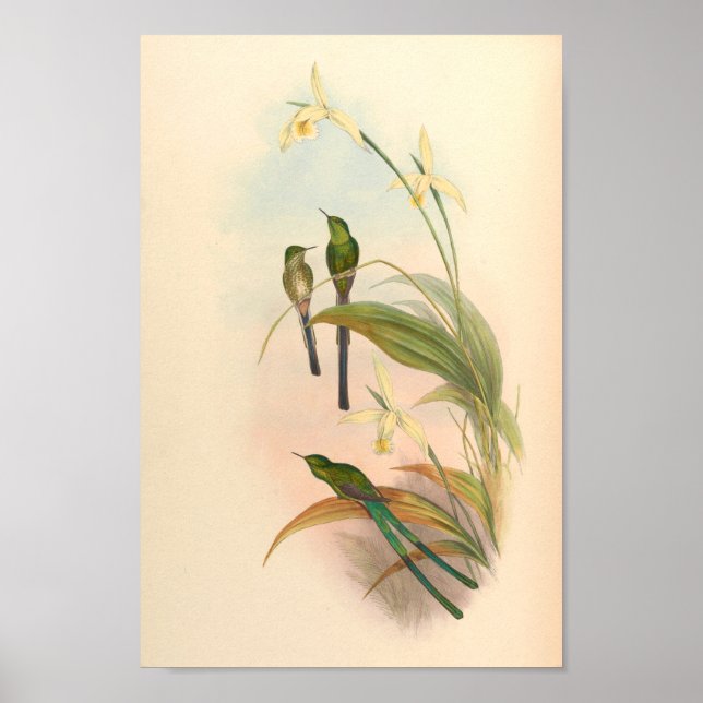 Poster Oiseaux d'art vintages Fleurs d'impression (Devant)