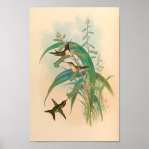 Poster Oiseaux d'art vintages Fleurs d'impression