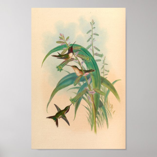 Poster Oiseaux d'art vintages Fleurs d'impression (Devant)