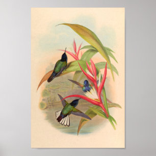 Poster Oiseaux d'art vintages Fleurs d'impression