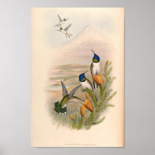 Poster Oiseaux d'art vintages Fleurs d'impression