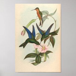 Poster Oiseaux d'art vintages Fleurs d'impression
