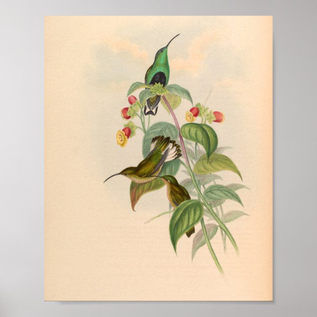 Poster Oiseaux d'art vintages Fleurs d'impression (Devant)