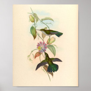 Poster Oiseaux d'art vintages Fleurs d'impression