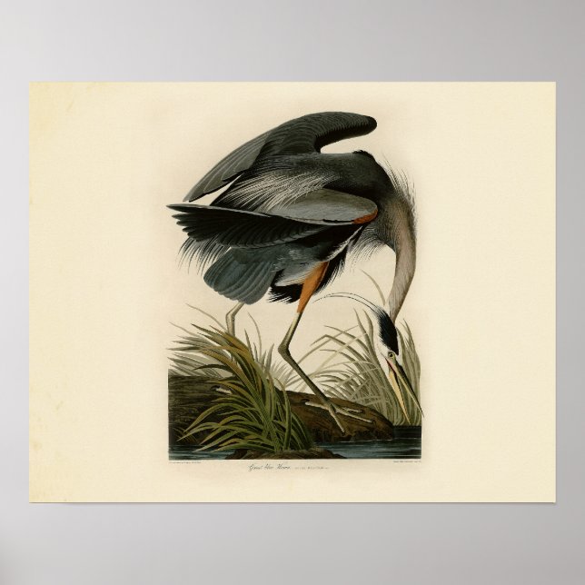 Poster Oiseaux d'Audubon Great Blue Heron (Devant)