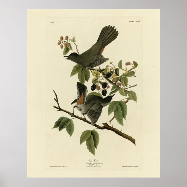 Poster Oiseaux de chats (Colibri gris) Oiseaux d'Amérique (Devant)