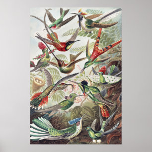 Poster Oiseaux de colibri Faune Peinture classique