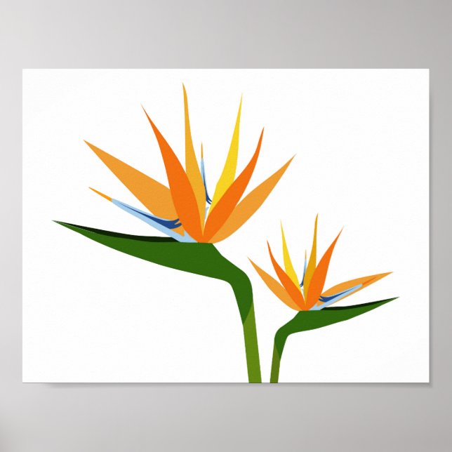 POSTER OISEAUX DE FLEURS DE PARADIS (Devant)
