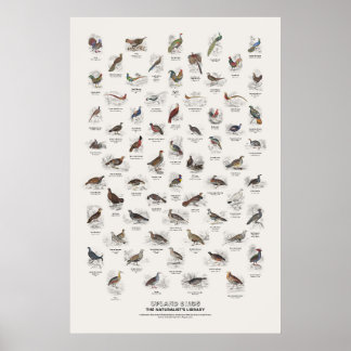 Poster Oiseaux de hautes terres - Bibliothèque du natural