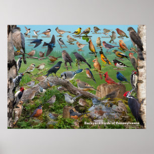 Poster Oiseaux de jardin de la Pennsylvanie