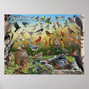 Poster Oiseaux de jardin de l'est