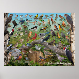 Poster Oiseaux de jardin de l'Indiana